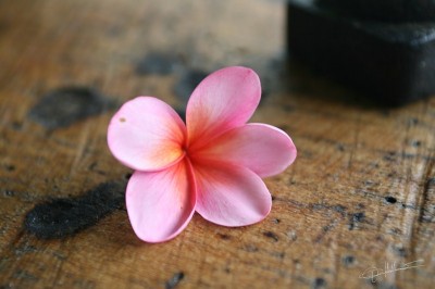 Flower power